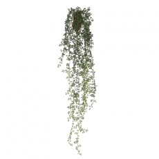Floralsilk Senecio Hanger